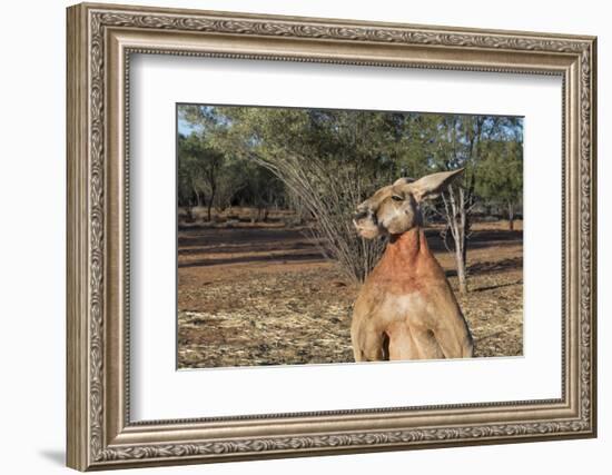 Australia, Alice Springs. the Kangaroo Sanctuary, Large Male Kangaroo-Cindy Miller Hopkins-Framed Photographic Print