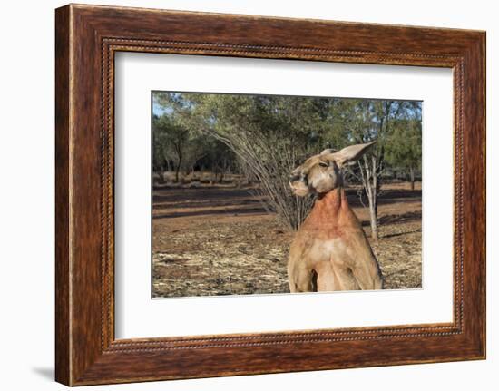 Australia, Alice Springs. the Kangaroo Sanctuary, Large Male Kangaroo-Cindy Miller Hopkins-Framed Photographic Print