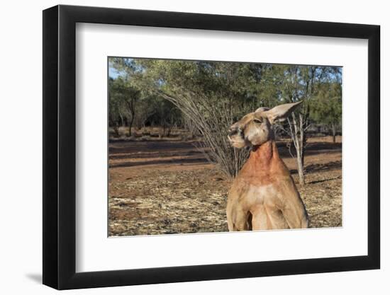 Australia, Alice Springs. the Kangaroo Sanctuary, Large Male Kangaroo-Cindy Miller Hopkins-Framed Photographic Print