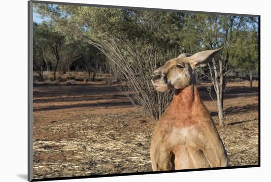 Australia, Alice Springs. the Kangaroo Sanctuary, Large Male Kangaroo-Cindy Miller Hopkins-Mounted Photographic Print