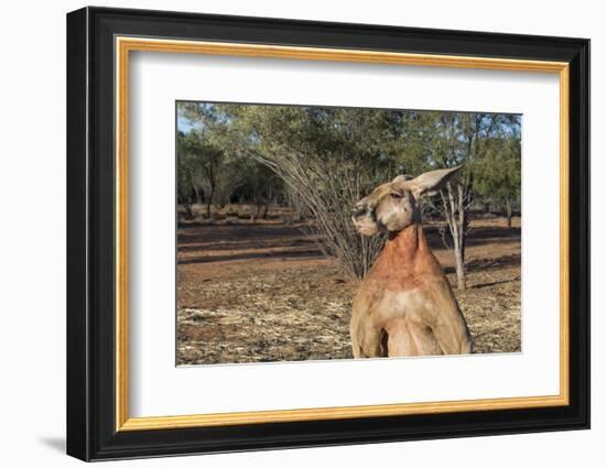 Australia, Alice Springs. the Kangaroo Sanctuary, Large Male Kangaroo-Cindy Miller Hopkins-Framed Photographic Print