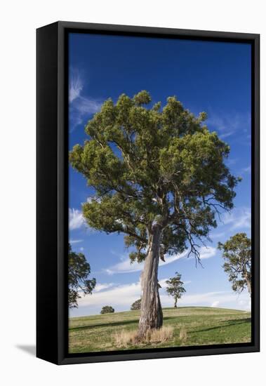 Australia, Barossa Valley, Mount Pleasant, Gum Trees-Walter Bibikow-Framed Premier Image Canvas