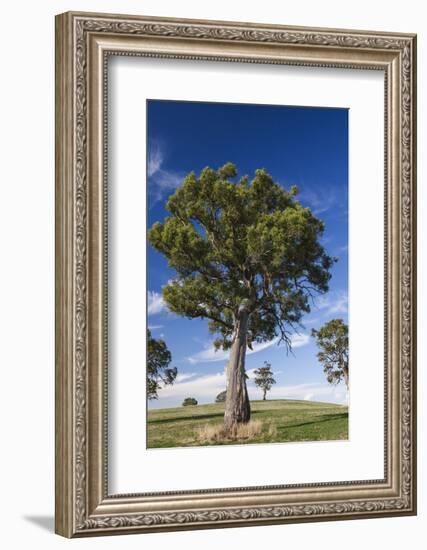 Australia, Barossa Valley, Mount Pleasant, Gum Trees-Walter Bibikow-Framed Photographic Print