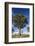 Australia, Barossa Valley, Mount Pleasant, Gum Trees-Walter Bibikow-Framed Photographic Print