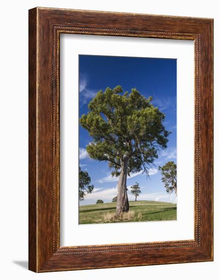 Australia, Barossa Valley, Mount Pleasant, Gum Trees-Walter Bibikow-Framed Photographic Print