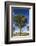 Australia, Barossa Valley, Mount Pleasant, Gum Trees-Walter Bibikow-Framed Photographic Print