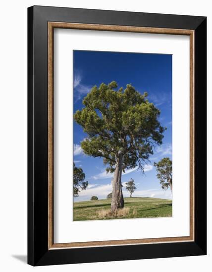 Australia, Barossa Valley, Mount Pleasant, Gum Trees-Walter Bibikow-Framed Photographic Print