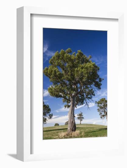 Australia, Barossa Valley, Mount Pleasant, Gum Trees-Walter Bibikow-Framed Photographic Print