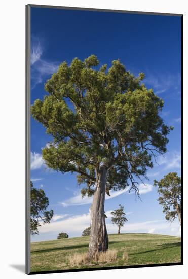 Australia, Barossa Valley, Mount Pleasant, Gum Trees-Walter Bibikow-Mounted Photographic Print
