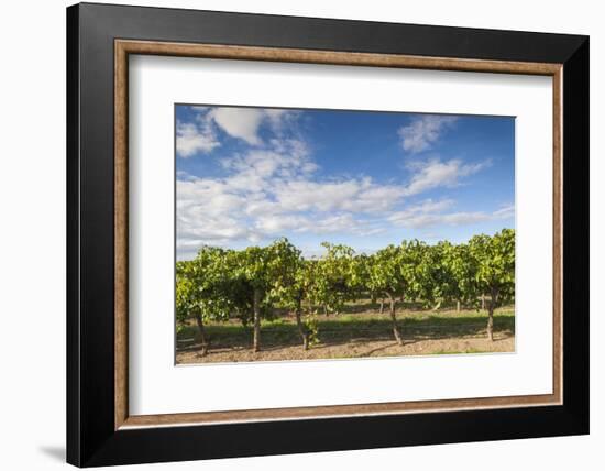 Australia, Barossa Valley, Rowland Flat, Jacobs Creek Winery, Vineyard-Walter Bibikow-Framed Photographic Print