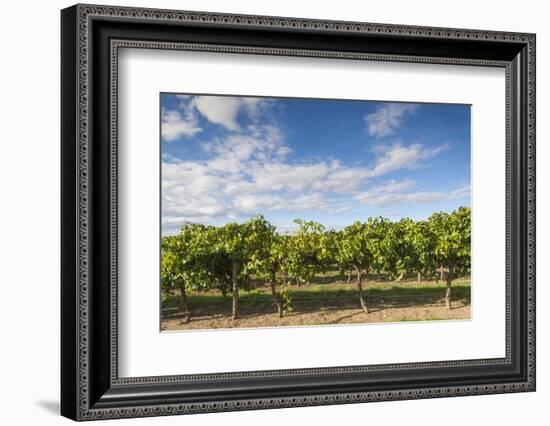 Australia, Barossa Valley, Rowland Flat, Jacobs Creek Winery, Vineyard-Walter Bibikow-Framed Photographic Print