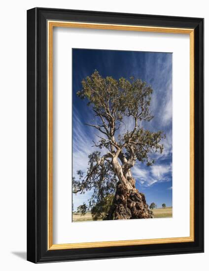 Australia, Barossa Valley, Springton, the Herbig Tree-Walter Bibikow-Framed Photographic Print