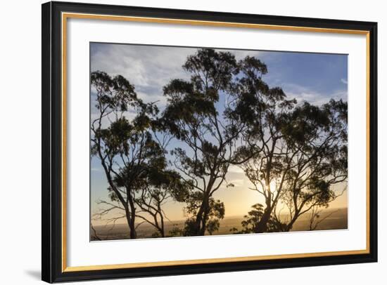 Australia, Barossa Valley, Tanunda, Menglers Hill, Gum Trees at Sunset-Walter Bibikow-Framed Photographic Print