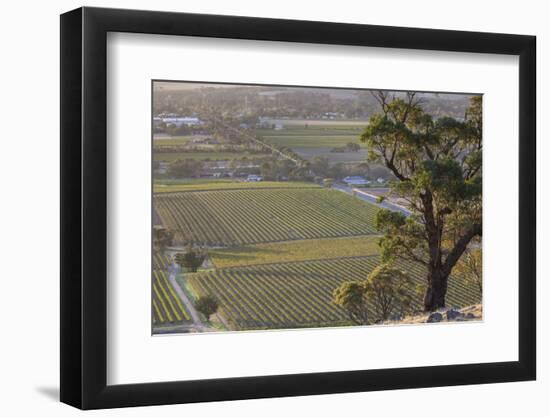 Australia, Barossa Valley, Tanunda, Vineyard View from Menglers Hill-Walter Bibikow-Framed Photographic Print