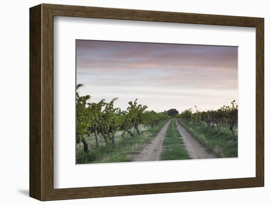 Australia, Barossa Valley, Tanunda, Vineyards, Dawn-Walter Bibikow-Framed Photographic Print