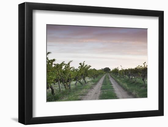 Australia, Barossa Valley, Tanunda, Vineyards, Dawn-Walter Bibikow-Framed Photographic Print