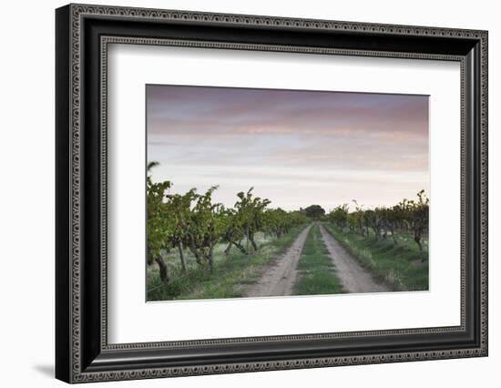 Australia, Barossa Valley, Tanunda, Vineyards, Dawn-Walter Bibikow-Framed Photographic Print