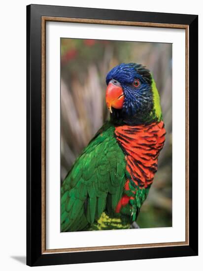 Australia Born-Susann Parker-Framed Photographic Print