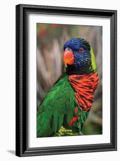 Australia Born-Susann Parker-Framed Photographic Print