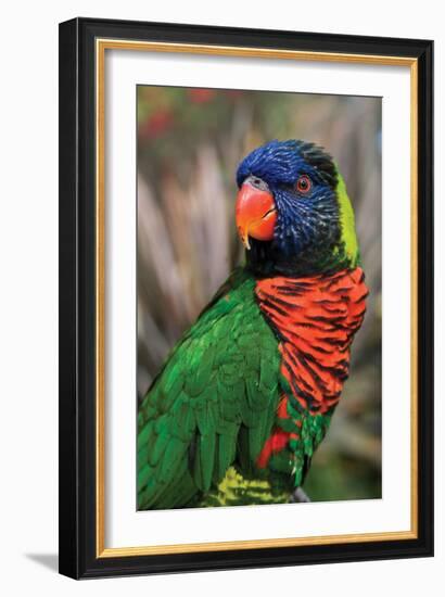 Australia Born-Susann Parker-Framed Photographic Print