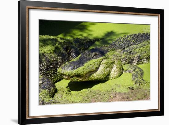 Australia, Broome. Malcolm Douglas Crocodile Park. American Alligator-Cindy Miller Hopkins-Framed Photographic Print