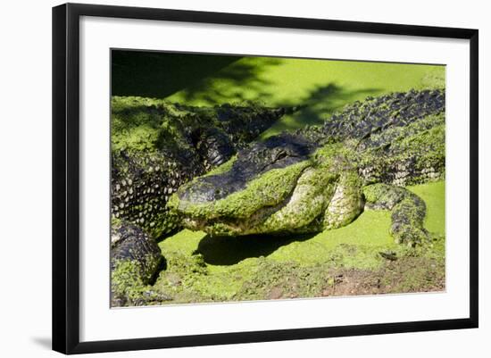 Australia, Broome. Malcolm Douglas Crocodile Park. American Alligator-Cindy Miller Hopkins-Framed Photographic Print