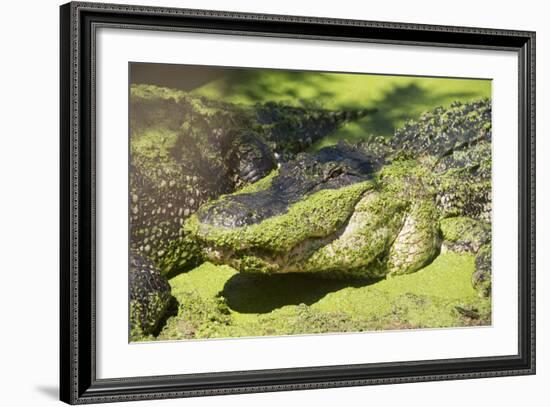 Australia, Broome. Malcolm Douglas Crocodile Park. American Alligator-Cindy Miller Hopkins-Framed Photographic Print