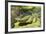 Australia, Broome. Malcolm Douglas Crocodile Park. American Alligator-Cindy Miller Hopkins-Framed Photographic Print