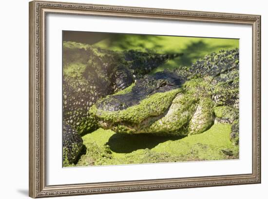 Australia, Broome. Malcolm Douglas Crocodile Park. American Alligator-Cindy Miller Hopkins-Framed Photographic Print