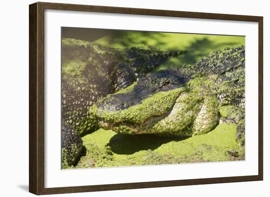 Australia, Broome. Malcolm Douglas Crocodile Park. American Alligator-Cindy Miller Hopkins-Framed Photographic Print