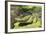 Australia, Broome. Malcolm Douglas Crocodile Park. American Alligator-Cindy Miller Hopkins-Framed Photographic Print