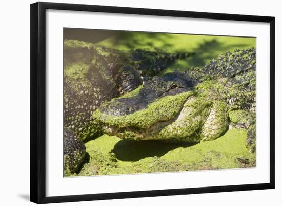 Australia, Broome. Malcolm Douglas Crocodile Park. American Alligator-Cindy Miller Hopkins-Framed Photographic Print