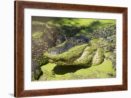 Australia, Broome. Malcolm Douglas Crocodile Park. American Alligator-Cindy Miller Hopkins-Framed Photographic Print