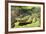 Australia, Broome. Malcolm Douglas Crocodile Park. American Alligator-Cindy Miller Hopkins-Framed Photographic Print