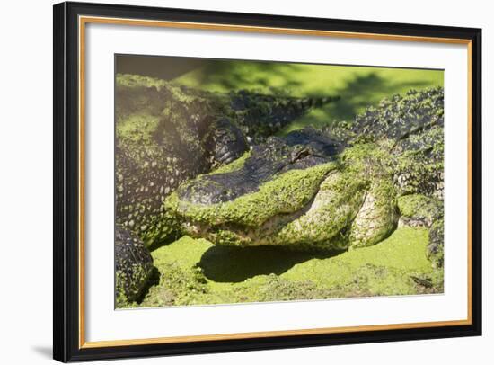 Australia, Broome. Malcolm Douglas Crocodile Park. American Alligator-Cindy Miller Hopkins-Framed Photographic Print