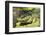 Australia, Broome. Malcolm Douglas Crocodile Park. American Alligator-Cindy Miller Hopkins-Framed Photographic Print