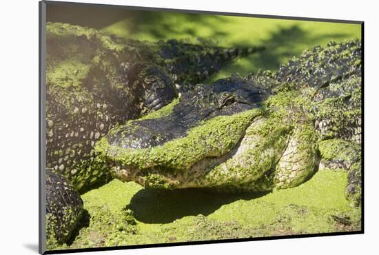 Australia, Broome. Malcolm Douglas Crocodile Park. American Alligator-Cindy Miller Hopkins-Mounted Photographic Print