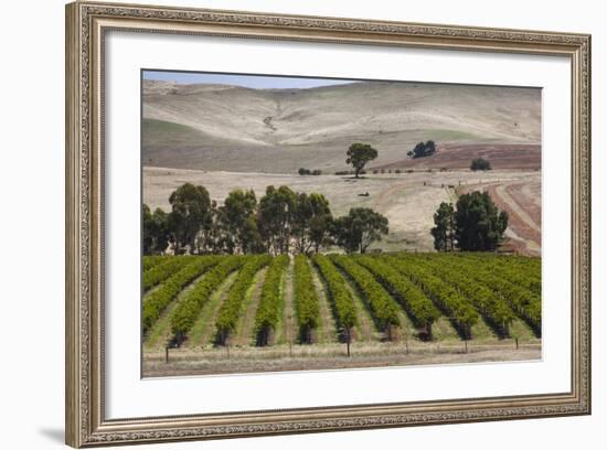 Australia, Clare Valley, Auburn, Vineyard-Walter Bibikow-Framed Photographic Print