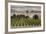 Australia, Clare Valley, Auburn, Vineyard-Walter Bibikow-Framed Photographic Print