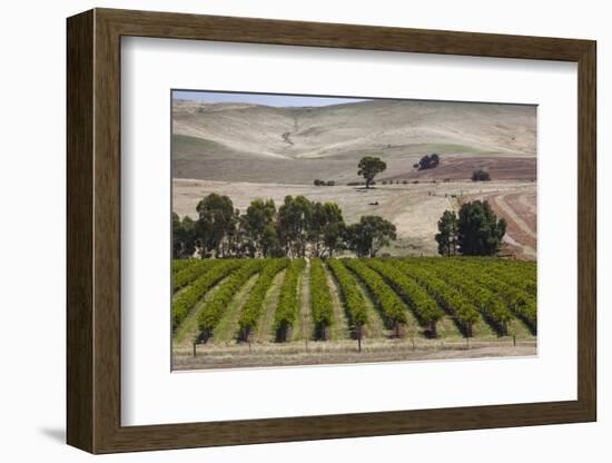 Australia, Clare Valley, Auburn, Vineyard-Walter Bibikow-Framed Photographic Print