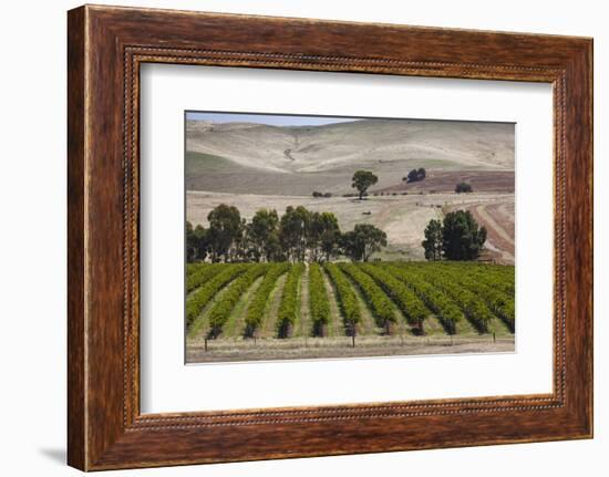 Australia, Clare Valley, Auburn, Vineyard-Walter Bibikow-Framed Photographic Print