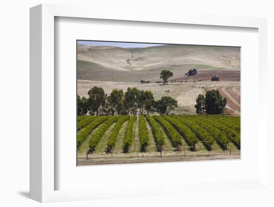 Australia, Clare Valley, Auburn, Vineyard-Walter Bibikow-Framed Photographic Print