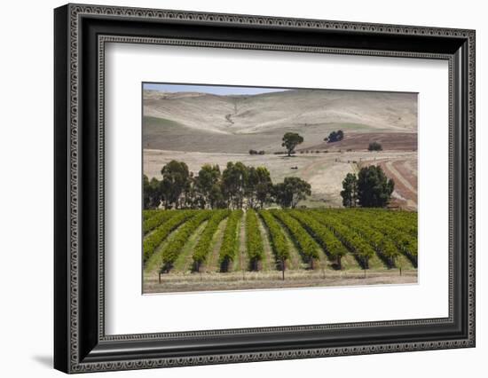 Australia, Clare Valley, Auburn, Vineyard-Walter Bibikow-Framed Photographic Print