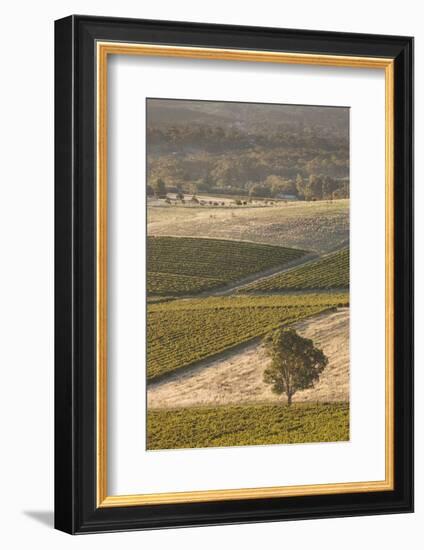 Australia, Clare Valley, Clare, Elevated View of Vineyards-Walter Bibikow-Framed Photographic Print