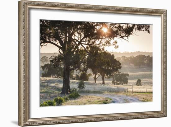 Australia, Clare Valley, Clare, Gum Trees by Brooks Lookout, Dawn-Walter Bibikow-Framed Photographic Print