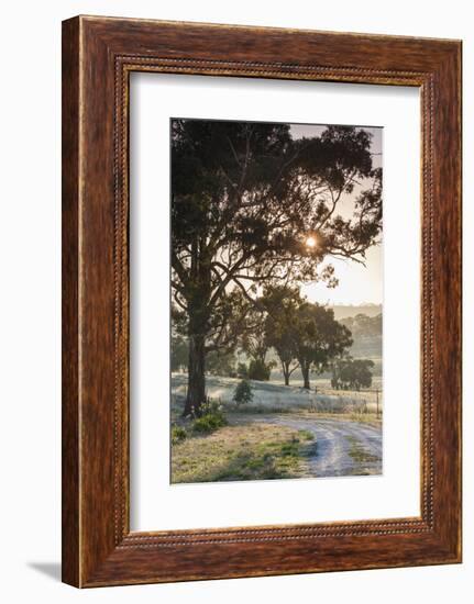 Australia, Clare Valley, Clare, Gum Trees by Brooks Lookout, Dawn-Walter Bibikow-Framed Photographic Print