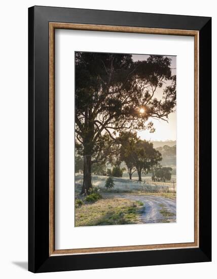 Australia, Clare Valley, Clare, Gum Trees by Brooks Lookout, Dawn-Walter Bibikow-Framed Photographic Print