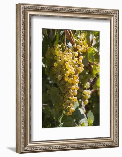 Australia, Clare Valley, Sevenhill, Winery Vineyard-Walter Bibikow-Framed Photographic Print