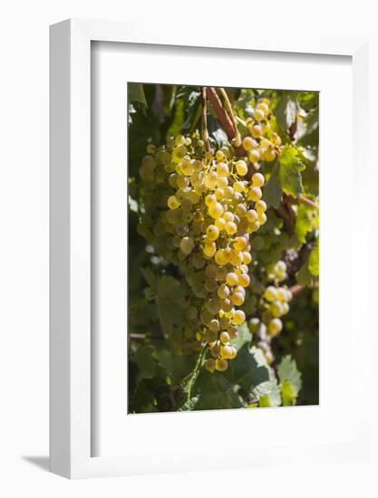 Australia, Clare Valley, Sevenhill, Winery Vineyard-Walter Bibikow-Framed Photographic Print