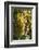 Australia, Clare Valley, Sevenhill, Winery Vineyard-Walter Bibikow-Framed Photographic Print